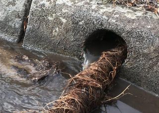 Déraçinage de canalisation | Extraction des racines