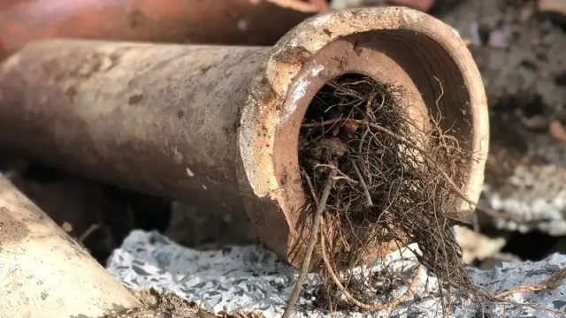 Déraçinage de canalisation | Extraction des racines